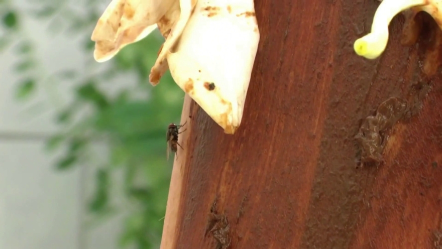 Scat Flower Play P1 - Sex With MINA (2025) [FullHD  / MPEG-4]